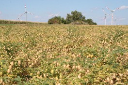 Kichererbsen-Feld
