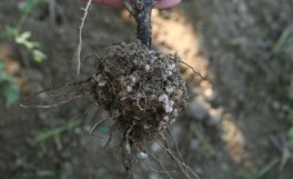 Chickpea root nodules
