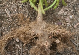Big root nodules on well-inoculated soya.